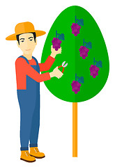 Image showing Farmer collecting grapes.