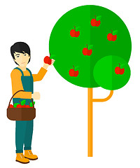 Image showing Farmer collecting apples.