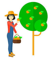 Image showing Farmer collecting oranges.