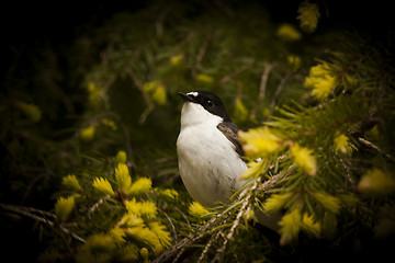 Image showing flycatcher