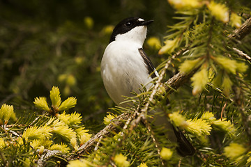 Image showing flycatcher