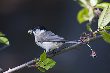 Image showing marsh tit