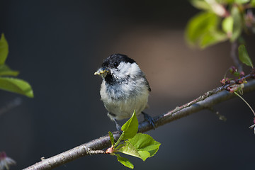 Image showing marsh tit