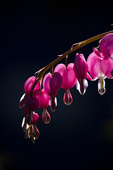 Image showing bleeding heart