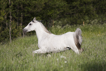 Image showing grey horse