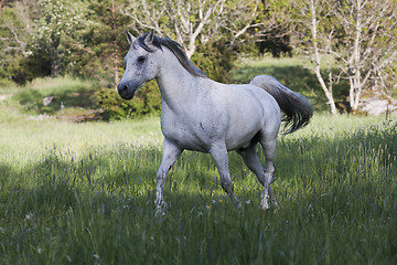 Image showing grey horse