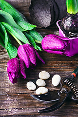 Image showing bouquet of spring tulips