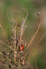 Image showing Ladybug