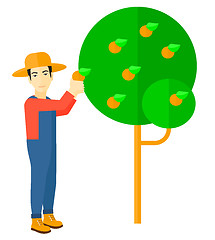 Image showing Farmer collecting oranges.