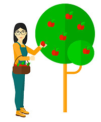 Image showing Farmer collecting apples.