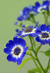 Image showing Blue and white cineraria flowers
