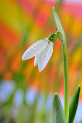 Image showing  Snowdrops and water drops