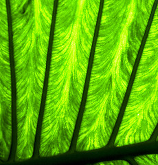 Image showing abstract  background     leaf and his veins in the light 