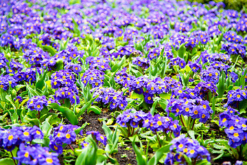 Image showing purple in yellow flower field spring