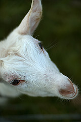 Image showing Goat kid looking upwards