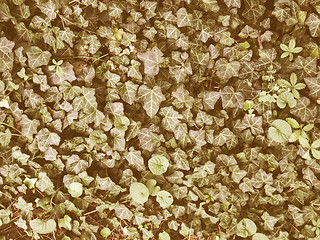 Image showing Retro looking Ivy picture