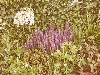 Image showing Retro looking Salvia flowers