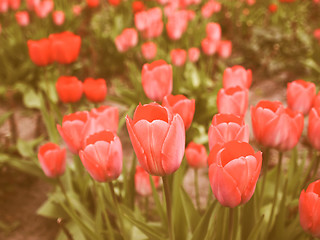 Image showing Retro looking Tulips picture