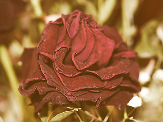 Image showing Retro looking Decaying rose