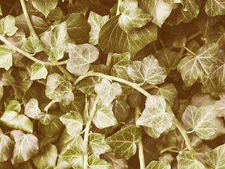 Image showing Retro looking Ivy