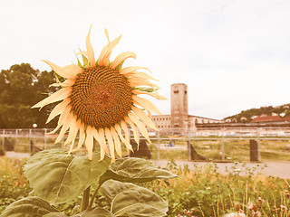 Image showing Retro looking Sunflower flower