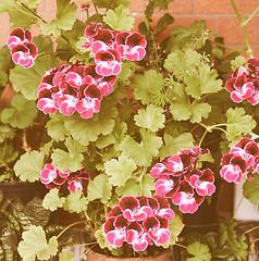 Image showing Retro looking Geranium