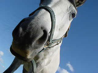 Image showing white horse