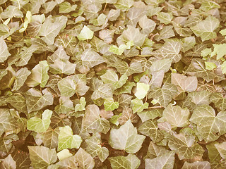 Image showing Retro looking Ivy leaves