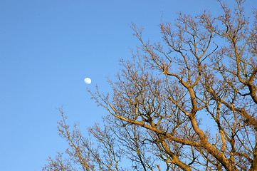 Image showing Tree tops