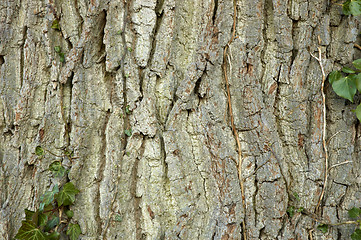 Image showing Tree bark