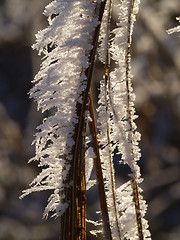 Image showing Frost