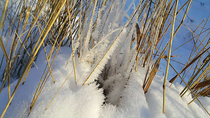 Image showing Dry stalks of plants covered with snow
