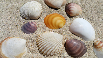 Image showing Sea shells on the sand background