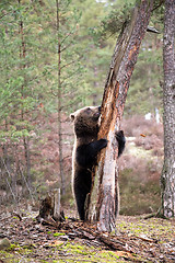 Image showing brown bear (Ursus arctos) in winter forest