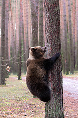 Image showing brown bear (Ursus arctos) in winter forest