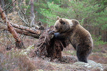 Image showing brown bear (Ursus arctos) in winter forest