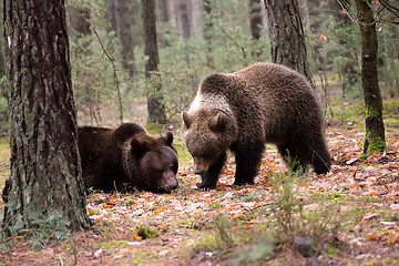 Image showing brown bear (Ursus arctos) in winter forest