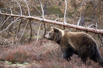 Image showing brown bear (Ursus arctos) in winter forest