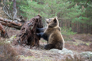 Image showing brown bear (Ursus arctos) in winter forest