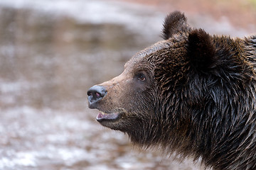 Image showing brown bear (Ursus arctos) in winter forest