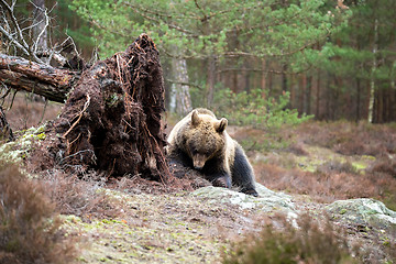 Image showing brown bear (Ursus arctos) in winter forest