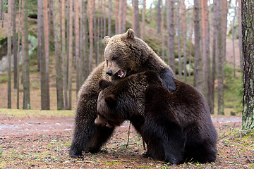 Image showing brown bear (Ursus arctos) in winter forest