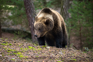 Image showing brown bear (Ursus arctos) in winter forest