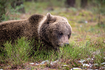 Image showing brown bear (Ursus arctos) in winter forest