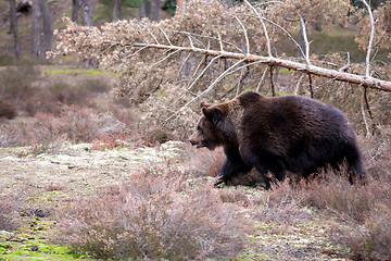 Image showing brown bear (Ursus arctos) in winter forest