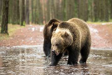 Image showing brown bear (Ursus arctos) in winter forest