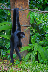 Image showing Wild Spider Monkey