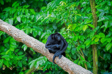 Image showing Wild Spider Monkey