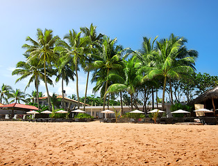 Image showing Palms on a beachfront