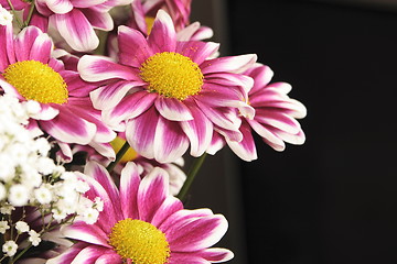 Image showing pink and white chrysanthemums